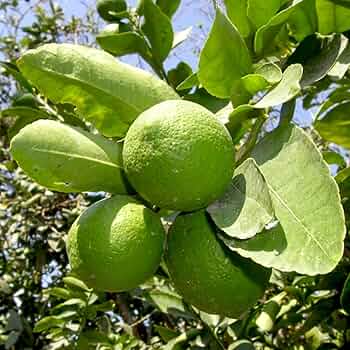 61n+41XmNmL._AC_UF350, 61n+41XmNmL._AC_UF350,